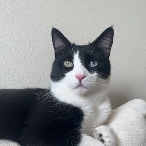 Meet your Posher, Helen